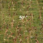 Myriophyllum spicatum Costuma