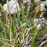 Iris unguicularis 葉