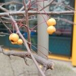 Malus baccata Плод