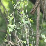Secamone alpini Leaf