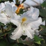 Rhododendron dendricola