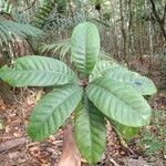 Planchonella roseoloba Leaf