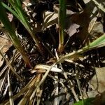 Carex buxbaumii 樹皮