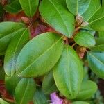 Rhododendron catawbiense Leaf