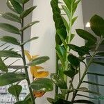 Zamioculcas zamiifoliaഇല