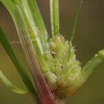 Cyperus michelianus Frugt