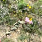 Helianthemum violaceum Žiedas