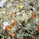 Sphaeralcea fendleri 整株植物
