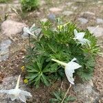Delphinium bicolor Blomma