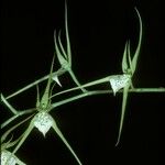 Brassia verrucosa