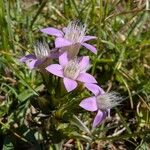 Gentianella germanica Flower