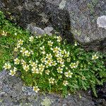 Saxifraga muscoides Anders