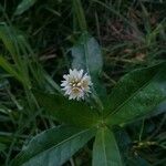 Alternanthera philoxeroides Flower