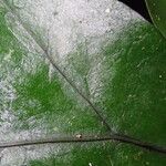 Bolbitis auriculata Leaf
