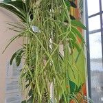 Rhipsalis floccosa Habit