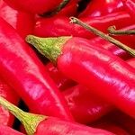 Capsicum frutescens Плід