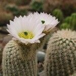 Echinocereus grandis