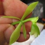 Epidendrum candelabrum Leaf