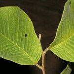 Annona holosericea Лист