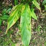 Hedychium coronarium Hostoa