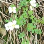 Cardamine graeca Feuille