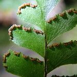 Adiantum vogelii Blatt