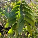 Calliandra surinamensis Foglia