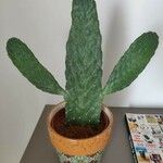 Consolea rubescens Hoja