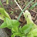 Ranunculus bullatusYaprak