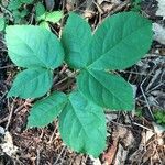 Aralia nudicaulis Folio