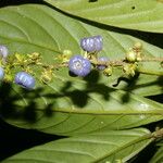 Bertiera bracteosa Fruit