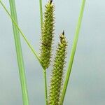 Carex rostrata Vrucht