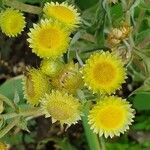 Helichrysum foetidum Blüte
