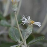 Pachystegia insignis Blüte