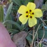 Tuberaria guttata Blomma