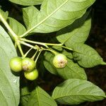 Solanum aphyodendron Ffrwyth