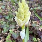 Polianthes tuberosa Çiçek