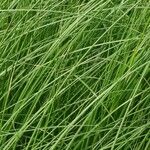 Carex brizoidesList