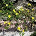 Tribulus cistoides Leaf