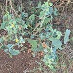 Abutilon pannosum Yeri