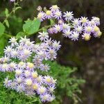 Pericallis steetzii Hábito