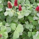 Trifolium incarnatumFlower