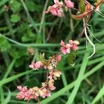 Fallopia dumetorum Fleur