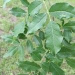 Zanthoxylum americanum Ліст