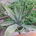 Agave asperrima Leaf