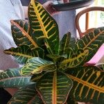 Codiaeum variegatum (L.) Rumph. ex A.Juss.Feuille