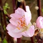 Prunus pedunculata 花