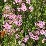 Gypsophila vaccaria Flower