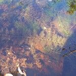 Utricularia australis Blad