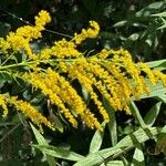 Solidago altissima 花